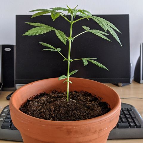 BCN Critical XXL Autoflower growlog timeline photo