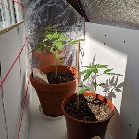 BCN Critical XXL Autoflower growlog timeline photo