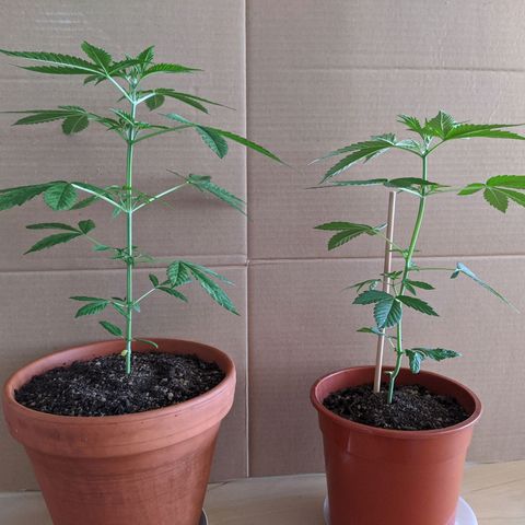 BCN Critical XXL Autoflower growlog timeline photo