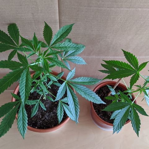 BCN Critical XXL Autoflower growlog timeline photo