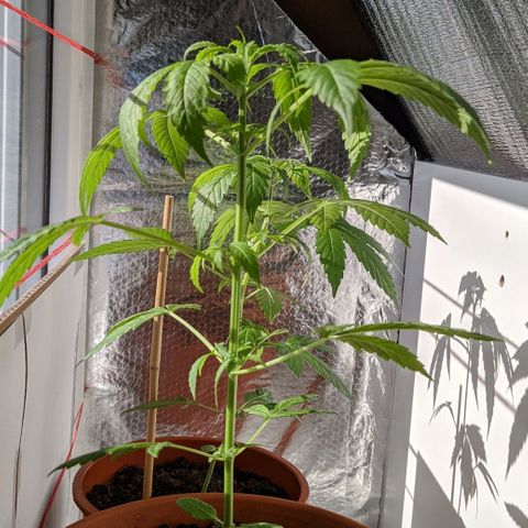 BCN Critical XXL Autoflower growlog timeline photo