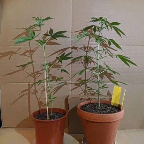 BCN Critical XXL Autoflower growlog timeline photo