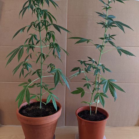 BCN Critical XXL Autoflower growlog timeline photo