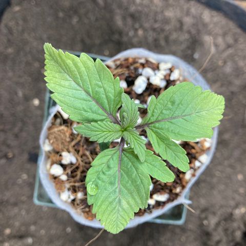 Pebbles Blast x Runtz (3) growlog timeline photo