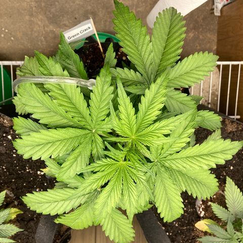 Green Crack growlog timeline photo
