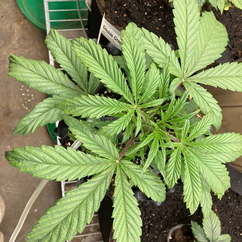 Double Grape  growlog timeline photo