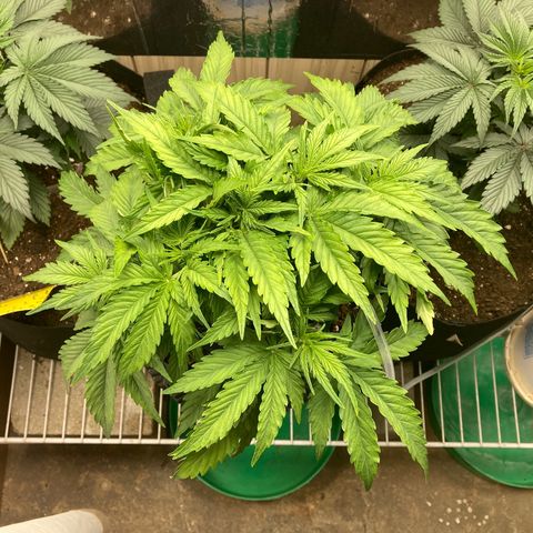 Green Crack growlog timeline photo