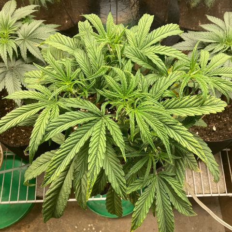 Double Grape  growlog timeline photo