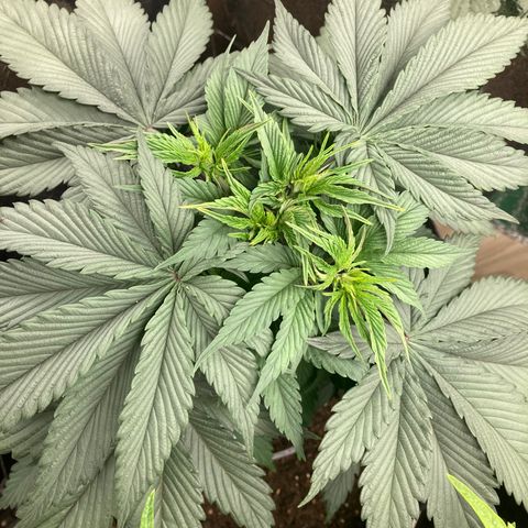 Pebbles Blast x Runtz (3) growlog timeline photo