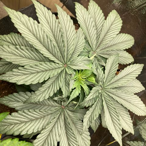 Pebbles Blast x Runtz (3) growlog timeline photo