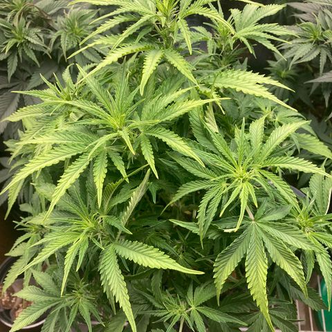 Green Crack growlog timeline photo