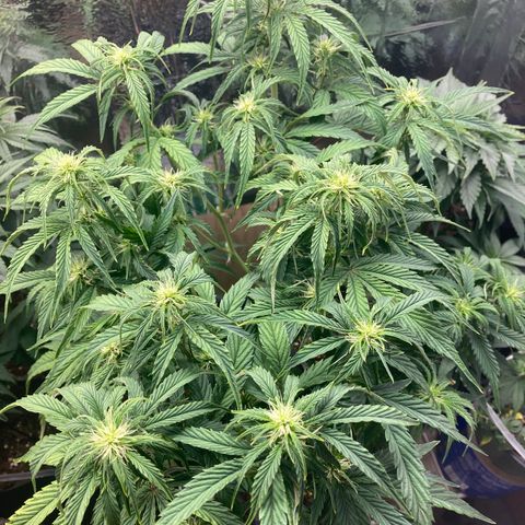 Double Grape  growlog timeline photo