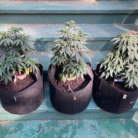 Pebbles Blast x Runtz (3) growlog timeline photo