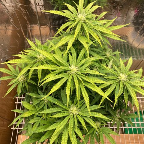 Green Crack growlog timeline photo