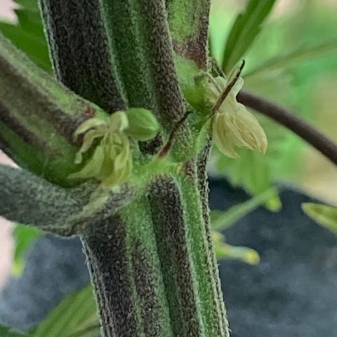 Pebbles Blast x Runtz (3) growlog timeline photo