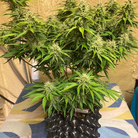 Double Grape  growlog timeline photo