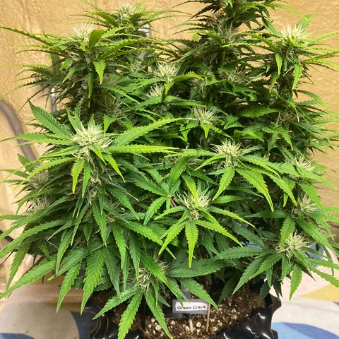 Green Crack growlog timeline photo