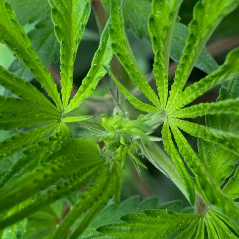 Pebbles Blast x Runtz (3) growlog photo: Looks like pre-flower has begun 