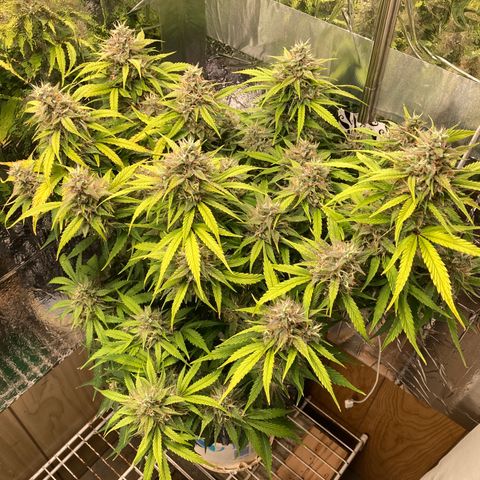 Double Grape  growlog timeline photo