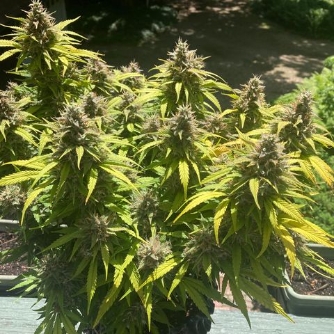 Double Grape  growlog timeline photo