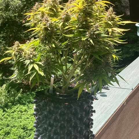 Double Grape  growlog timeline photo