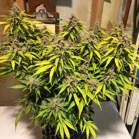 Double Grape  growlog timeline photo