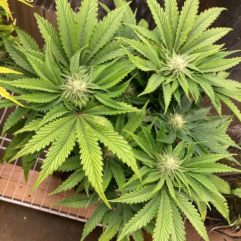 Purple Nuggets  growlog timeline photo
