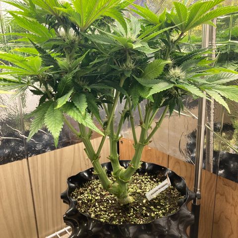 Purple Nuggets  growlog timeline photo