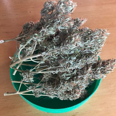 Green Crack growlog timeline photo