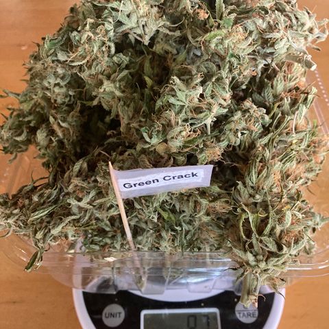 Green Crack growlog timeline photo