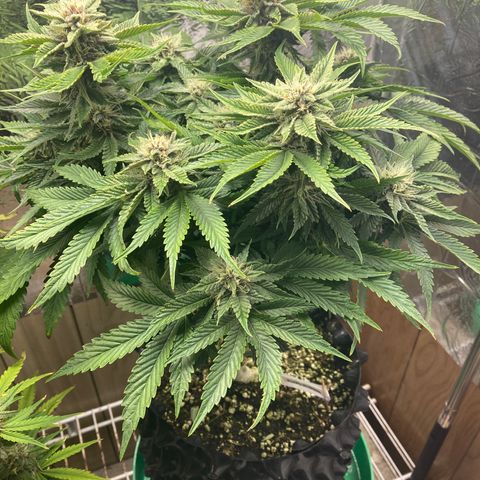 Purple Nuggets  growlog timeline photo