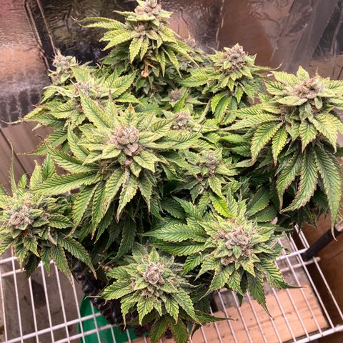 Purple Nuggets  growlog timeline photo