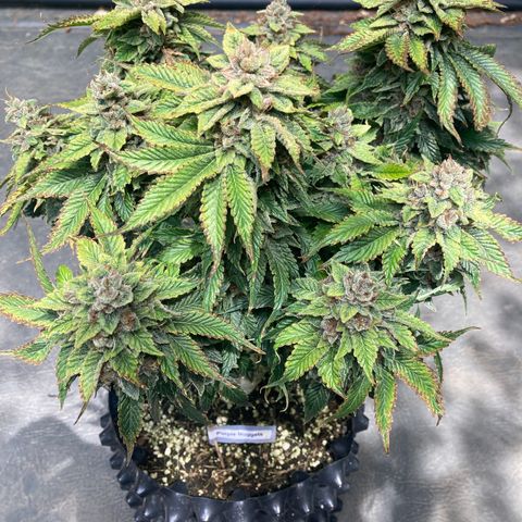Purple Nuggets  growlog timeline photo