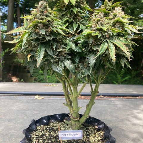 Purple Nuggets  growlog timeline photo
