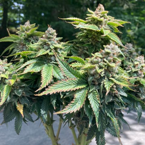 Purple Nuggets  growlog timeline photo