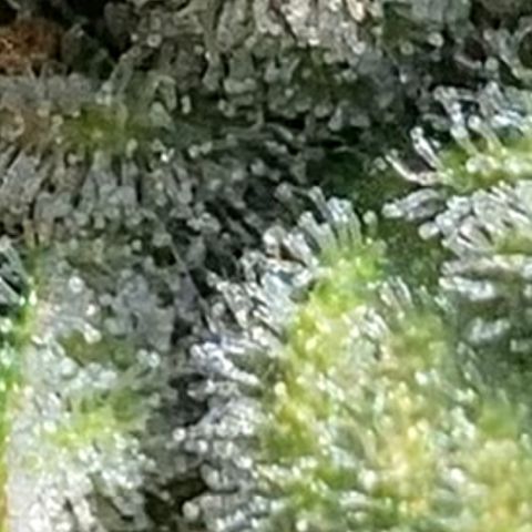Purple Nuggets  growlog timeline photo