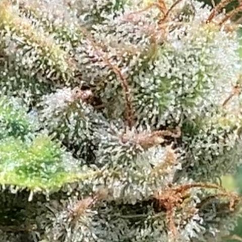 Purple Nuggets  growlog timeline photo