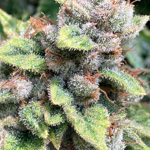 Purple Nuggets  growlog timeline photo
