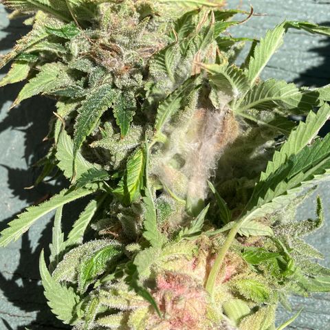 Purple Nuggets  growlog photo: Mold