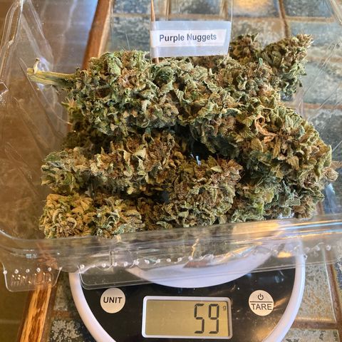 Purple Nuggets  growlog timeline photo