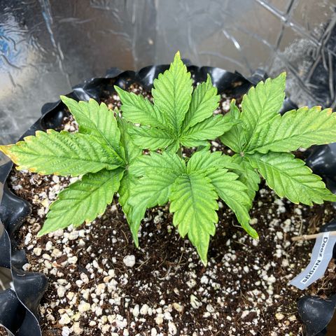 Deez Nuggs growlog photo: Topped