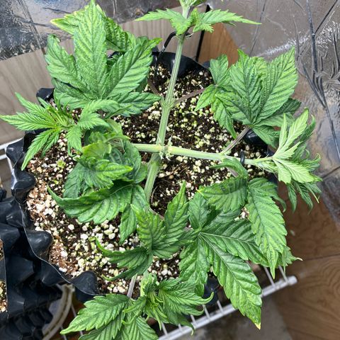 Deez Nuggs growlog timeline photo
