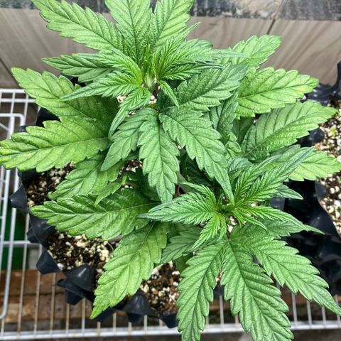 Mephisto’s Wedding growlog timeline photo