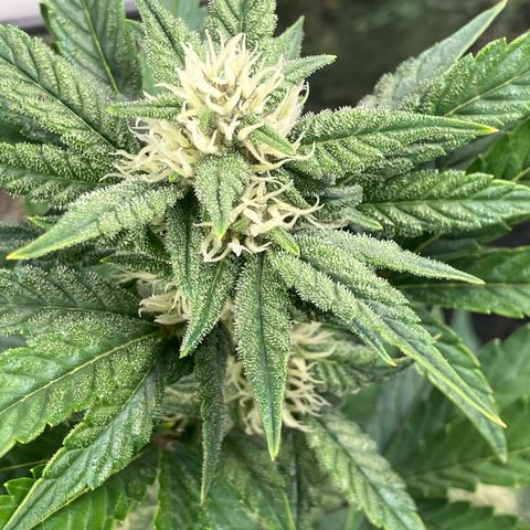 Deez Nuggs growlog timeline photo