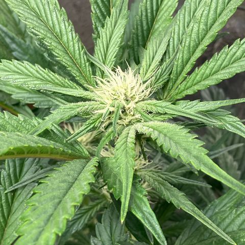Mephisto’s Wedding growlog timeline photo