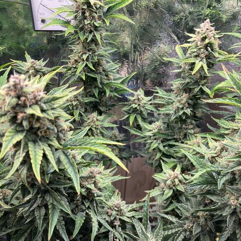 Deez Nuggs growlog timeline photo