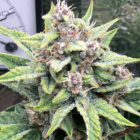 Deez Nuggs growlog timeline photo