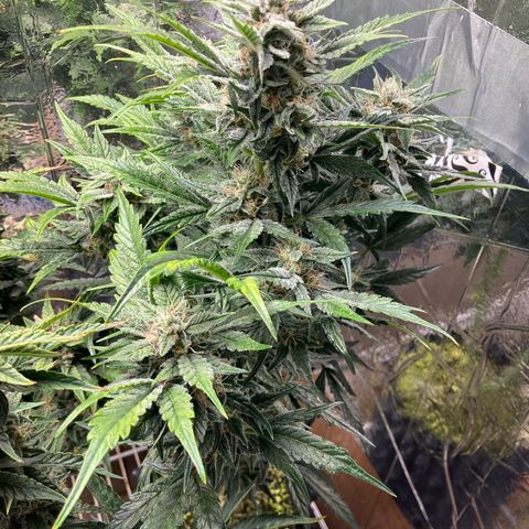 Mephisto’s Wedding growlog timeline photo