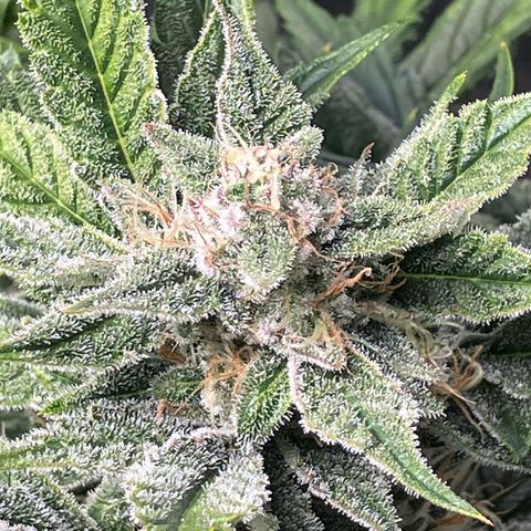 Mephisto’s Wedding growlog timeline photo
