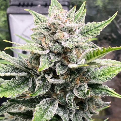 Mephisto’s Wedding growlog timeline photo